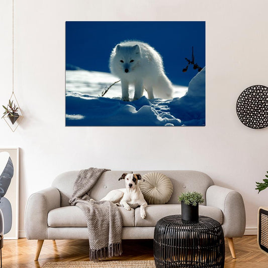 Arctic Cute Fox White Snow Wall Art Print Poster