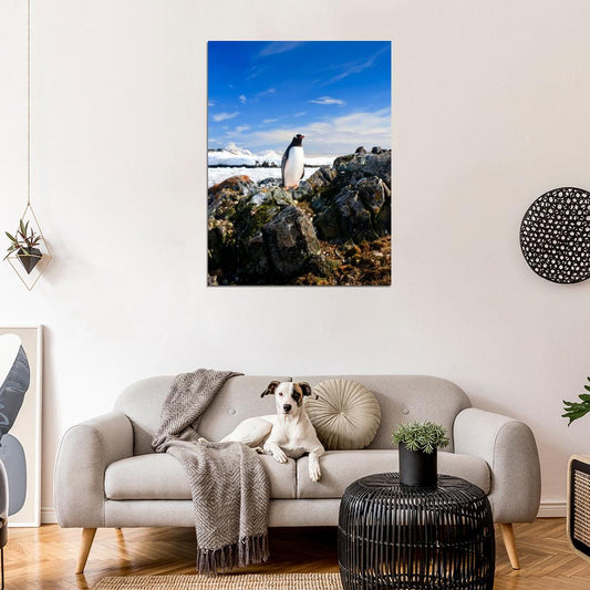 Penguin Antarctica Landscape Nature Wall Art Print Poster