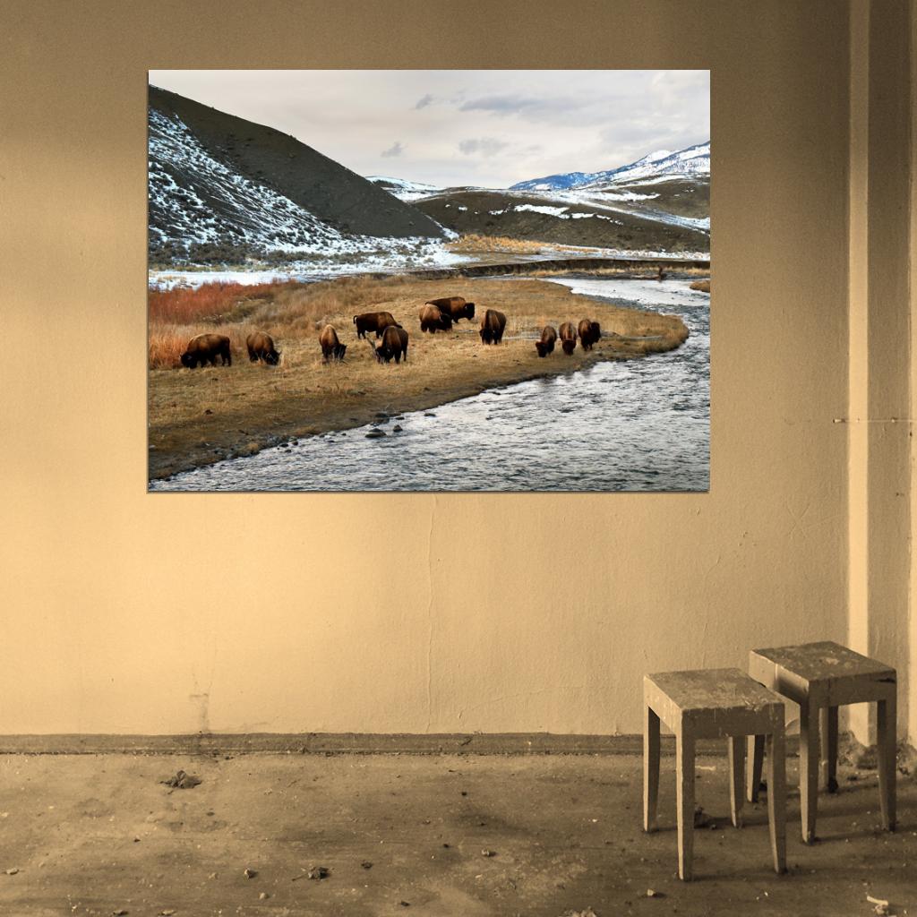 Yellowstone National Park Bison Nature Landscape Wall Decor Room Print Poster