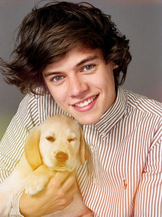 One Direction Harry Styles Puppy Cute Smile Pop Boy Band Rare Wall Art Print Poster