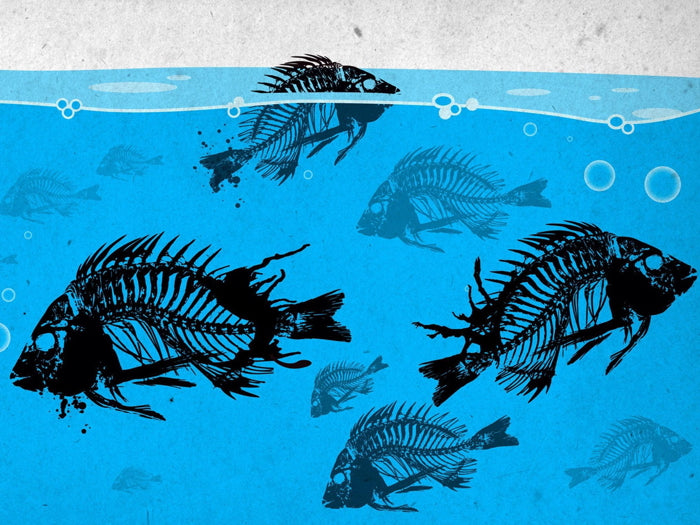 Skeleton Fish Bones Cool Fishing Art Wall Art Print Poster