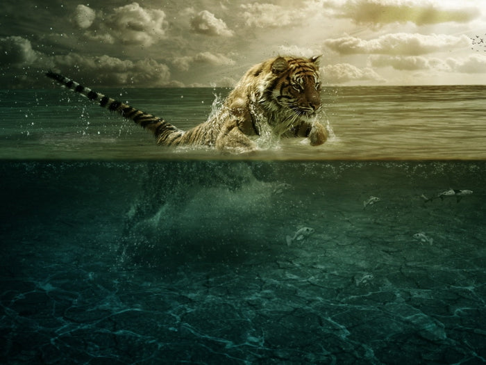 Fishing Tiger Wild Cat Animal Nature Wall Art Print Poster