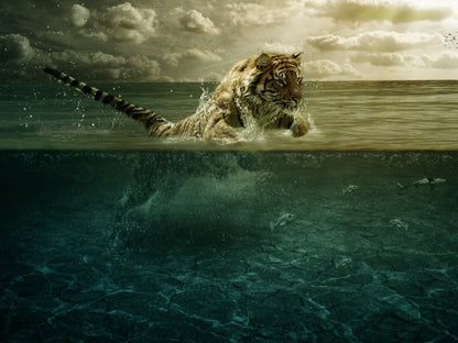 Fishing Tiger Wild Cat Animal Nature Wall Art Print Poster