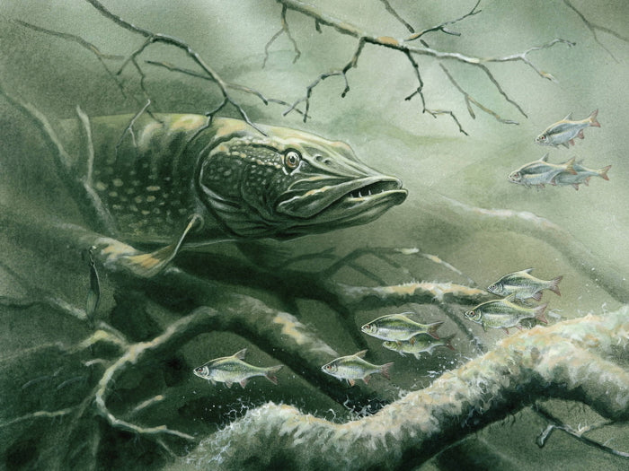 Northern Pike Fishing Underwater Fish Nature Wall Art Print Poster