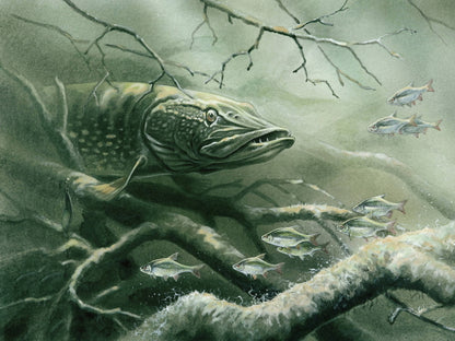 Northern Pike Fishing Underwater Fish Nature Wall Art Print Poster