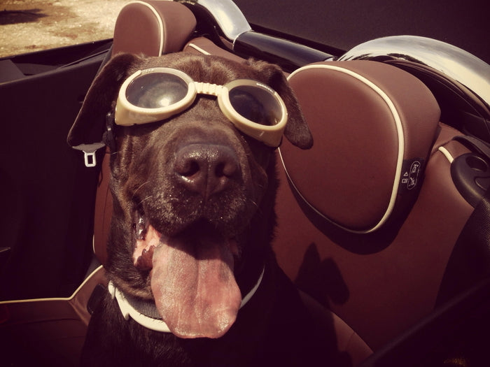 Cool Funny Cute Dog Tongue Glasses Wall Art Print Poster