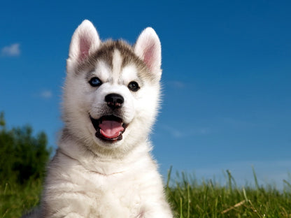 Cute Husky Puppy Happy Dog Animal Beautiful Nature Wall Art Print Poster