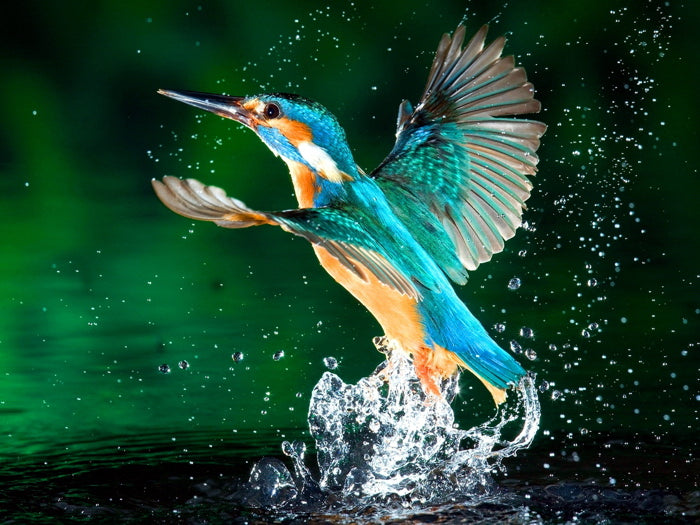 Alcedo Atthis Kingfisher Beautiful Bird Macro Splashes Wall Art Print Poster