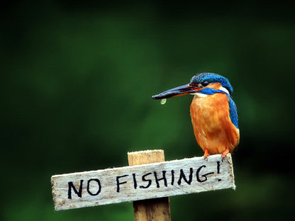 Alcedo Atthis Kingfisher Beautiful Bird Funny Animal Nature Wall Art Print Poster