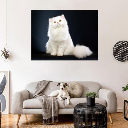 Beautiful White Persian Cat Kitten Wall Art Print Poster