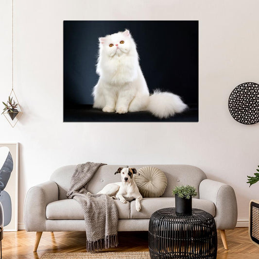 Beautiful White Persian Cat Kitten Wall Art Print Poster