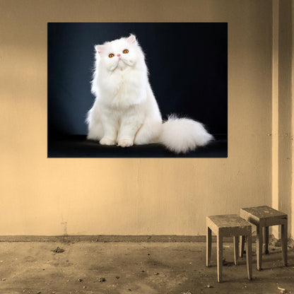 Beautiful White Persian Cat Kitten Wall Art Print Poster