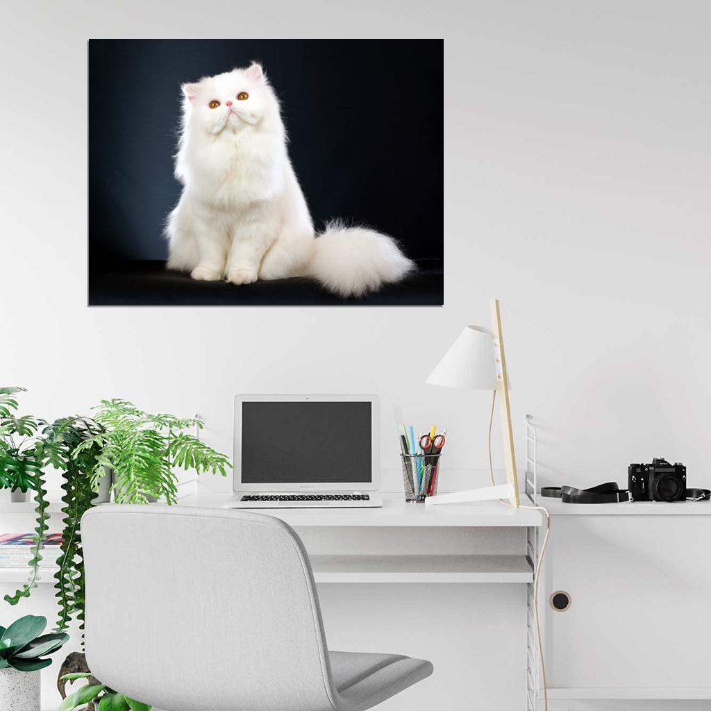 Beautiful White Persian Cat Kitten Wall Art Print Poster