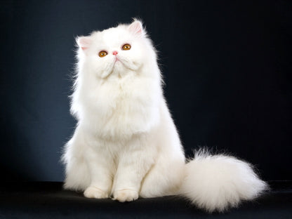 Beautiful White Persian Cat Kitten Wall Art Print Poster