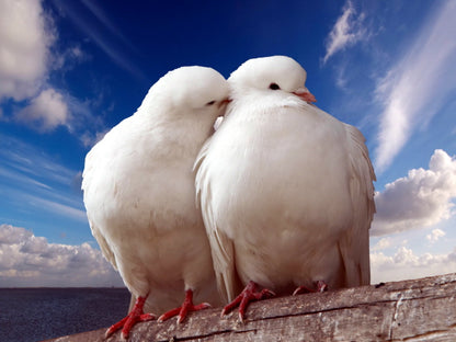 Pigeons Dove Blue Sky Sea Love Romance Kiss Peace Wall Art Print Poster