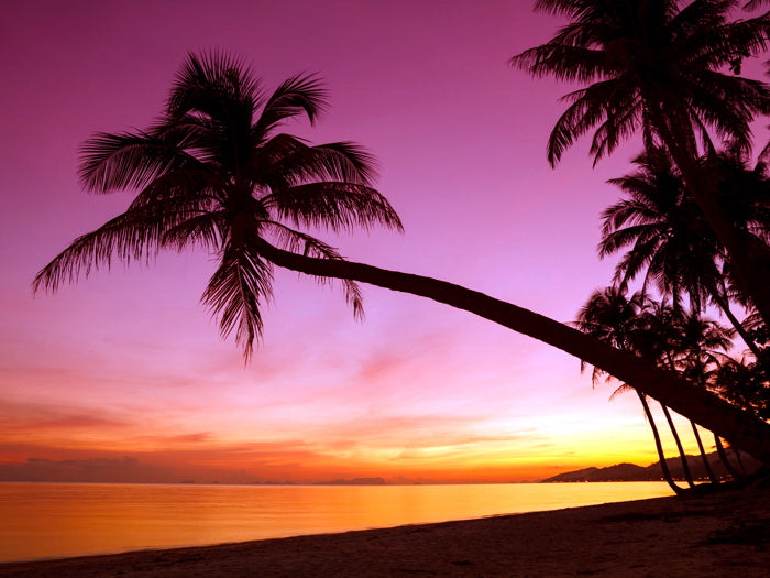 Tropical Paradise Sunset Palm Tree Ocean Beach Sea Beautiful Nature Landscape Wall Art Print Poster