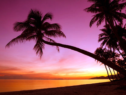 Tropical Paradise Sunset Palm Tree Ocean Beach Sea Beautiful Nature Landscape Wall Art Print Poster