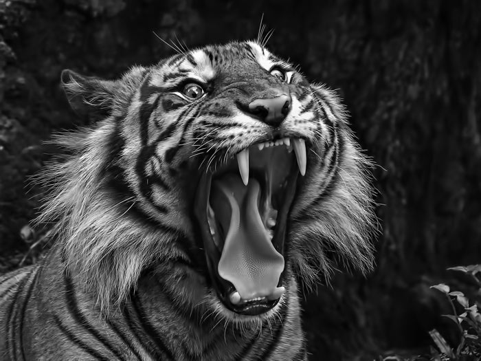 Tiger Roar Wild Cat Nature Beautiful Awesome BW Wall Art Print Poster