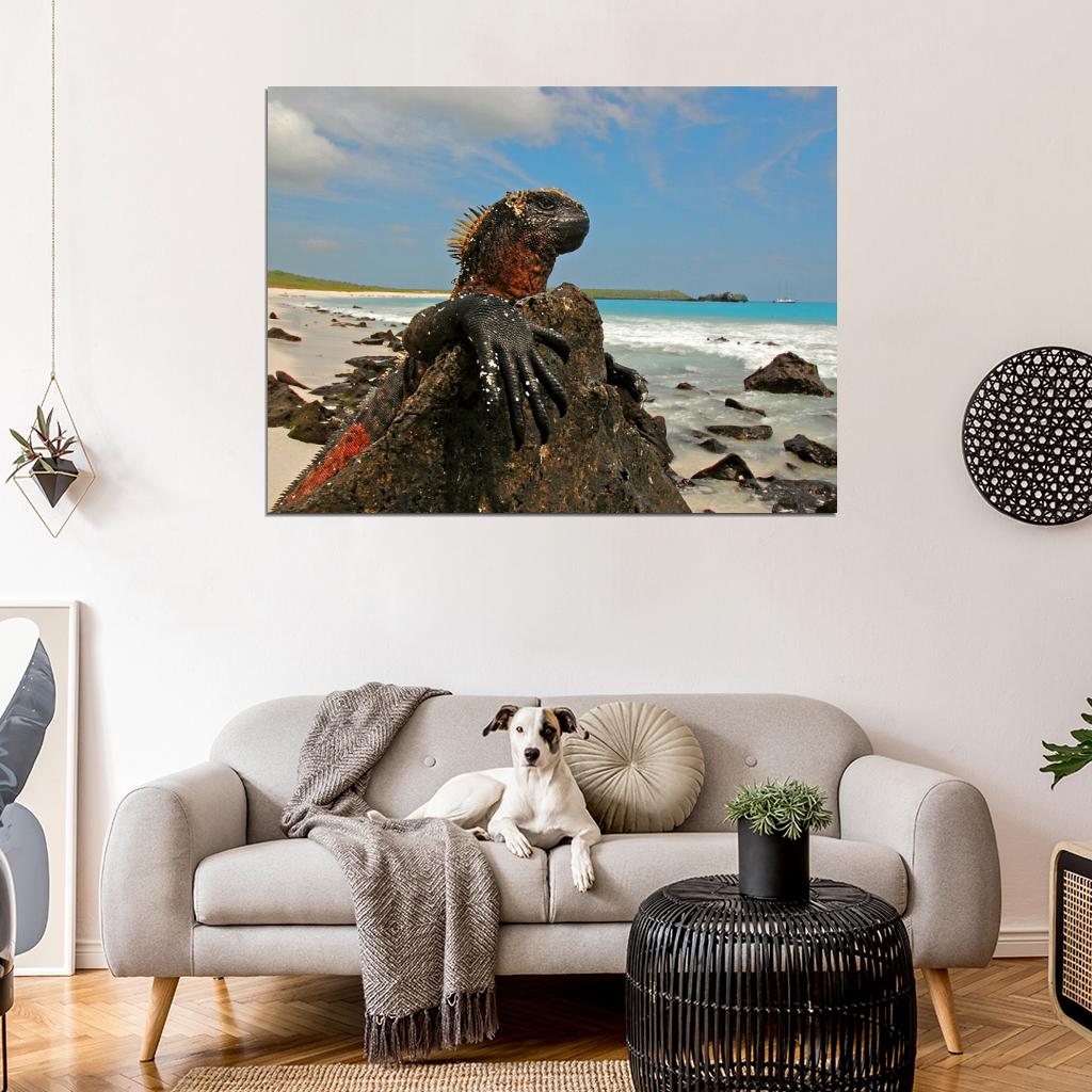 Marine Iguana Galapagos Islands Lizard Beautiful Animal Nature Wall Art Print Poster