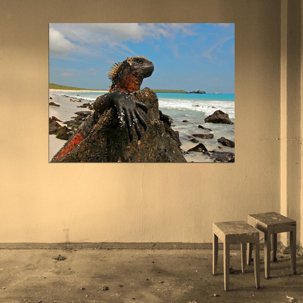 Marine Iguana Galapagos Islands Lizard Beautiful Animal Nature Wall Art Print Poster