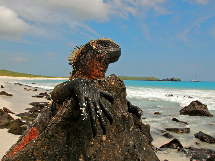 Marine Iguana Galapagos Islands Lizard Beautiful Animal Nature Wall Art Print Poster