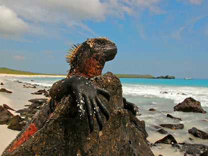 Marine Iguana Galapagos Islands Lizard Beautiful Animal Nature Wall Art Print Poster