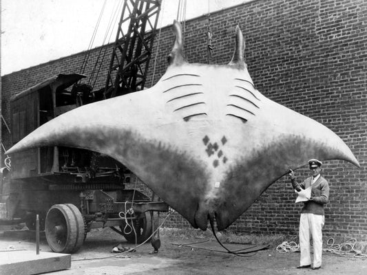The Great Manta Captain A.L. Kahn 1933 Old BW Wall Decor Room Print Retro Vintage Poster