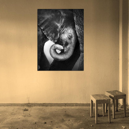 Baby Elephant Animal Nature BW Wall Art Print Poster