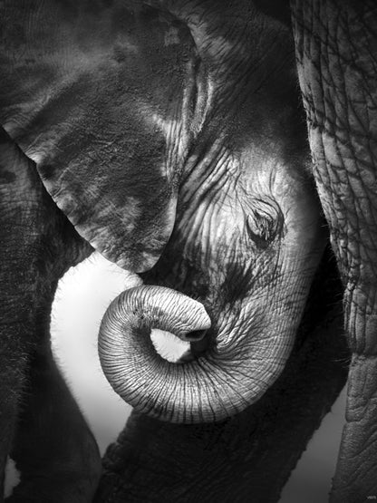 Baby Elephant Animal Nature BW Wall Art Print Poster
