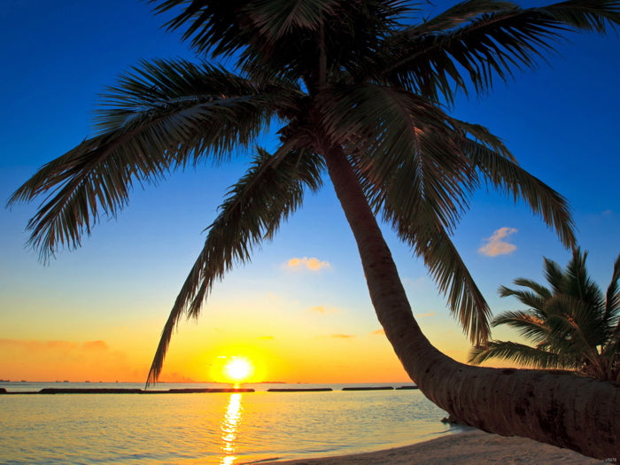 Beautiful Palm Trees Sunset Beach Nature Wall Art Print Poster