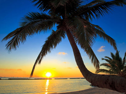 Beautiful Palm Trees Sunset Beach Nature Wall Art Print Poster