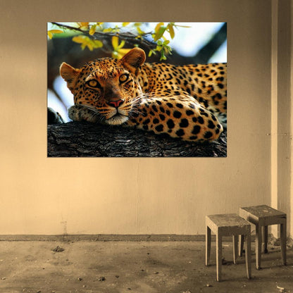 Leopard In A Tree Animal Nature Wall Art Print Poster