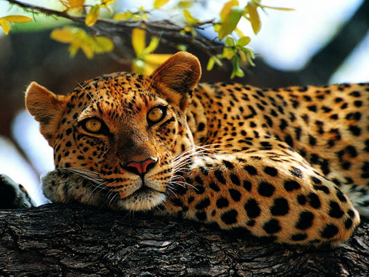 Leopard In A Tree Animal Nature Wall Art Print Poster