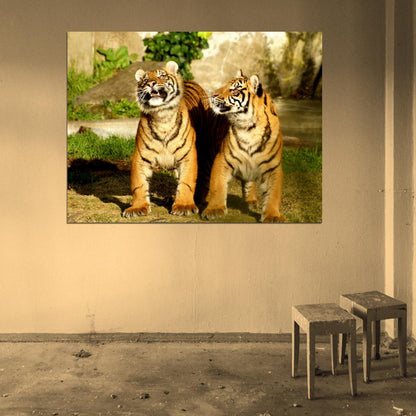 Two Cute Baby Funny Tiger Animal Nature Wall Art Print Poster