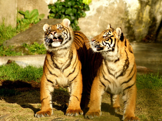 Two Cute Baby Funny Tiger Animal Nature Wall Art Print Poster