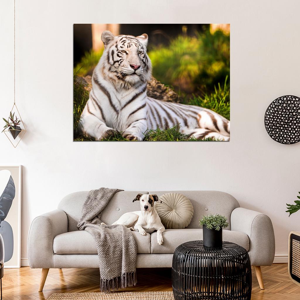 White Tiger Beautiful Animal Nature Wall Art Print Poster