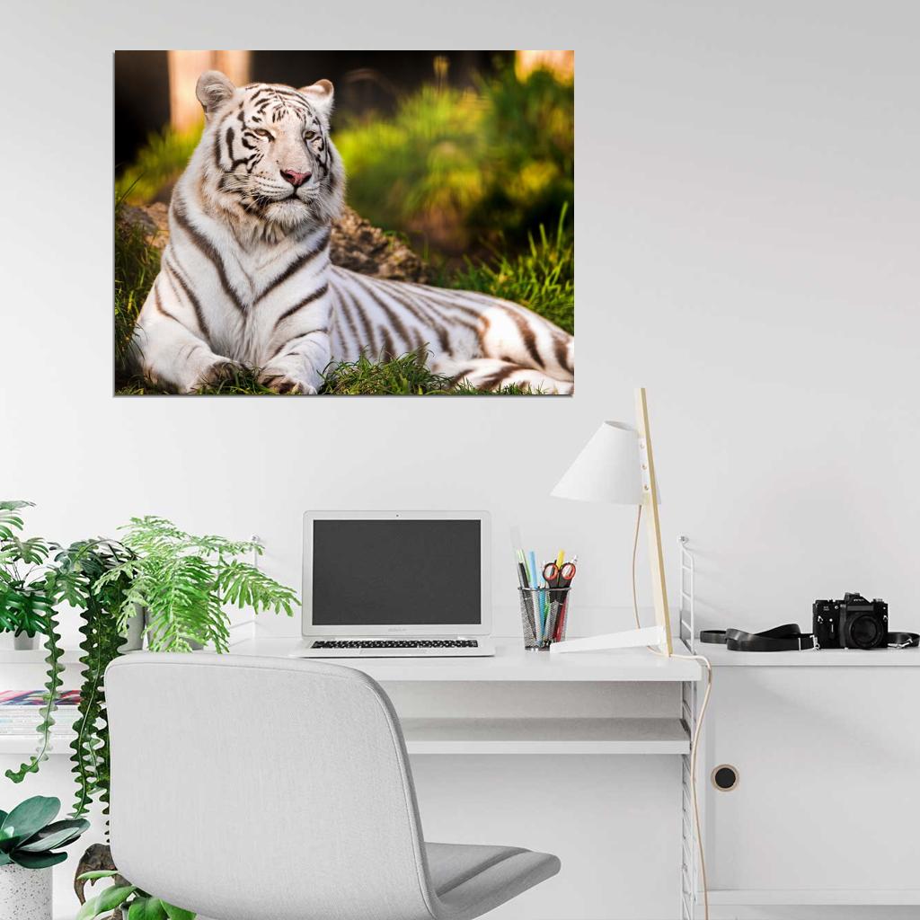 White Tiger Beautiful Animal Nature Wall Art Print Poster