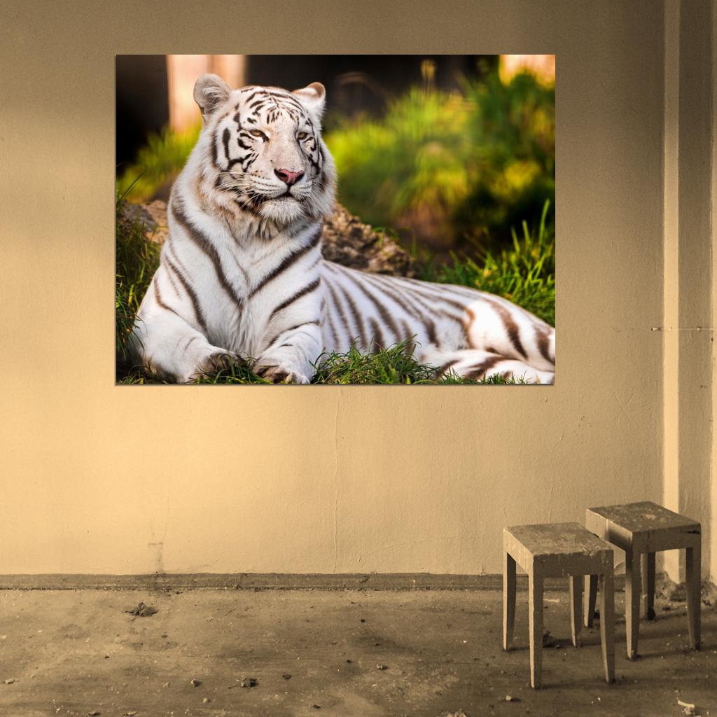 White Tiger Beautiful Animal Nature Wall Art Print Poster