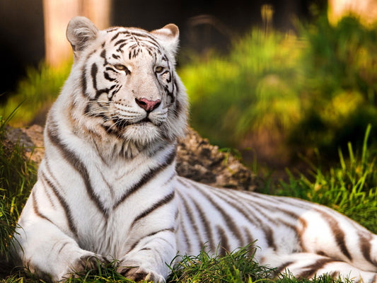 White Tiger Beautiful Animal Nature Wall Art Print Poster