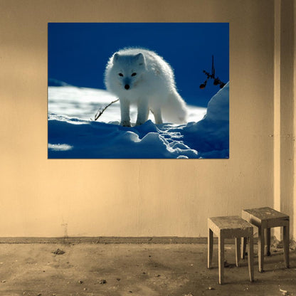 Arctic Cute Fox White Snow Wall Art Print Poster