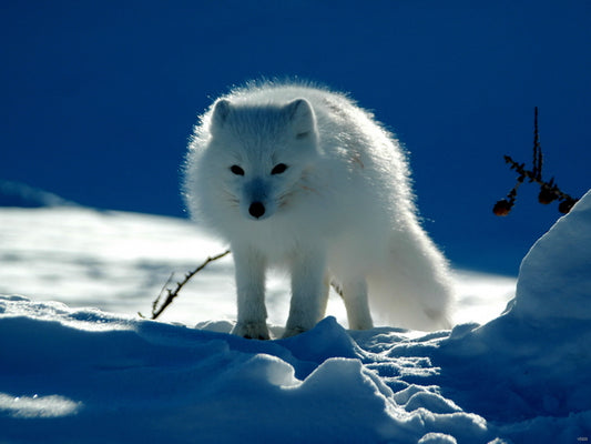 Arctic Cute Fox White Snow Wall Art Print Poster