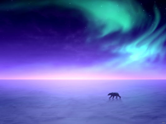 Arctic Lights Aurora Polar Bears Nature Wall Art Print Poster