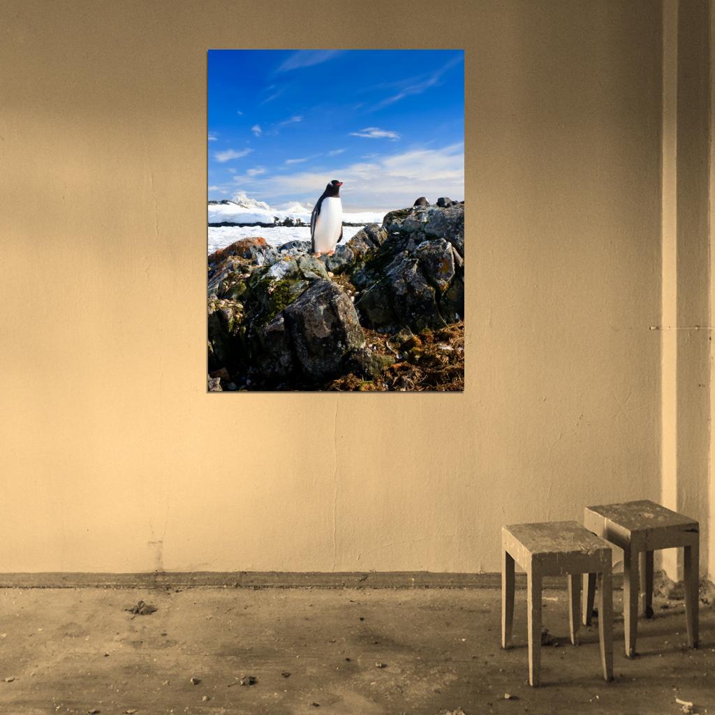 Penguin Antarctica Landscape Nature Wall Art Print Poster