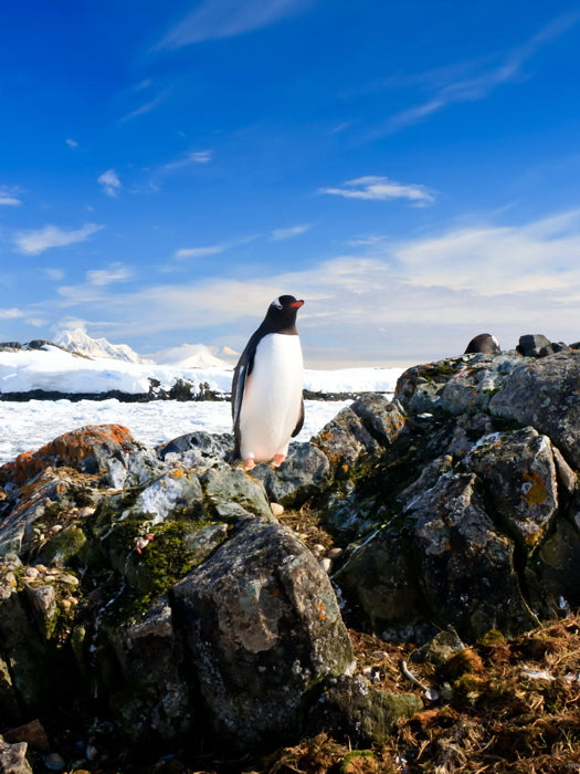 Penguin Antarctica Landscape Nature Wall Art Print Poster