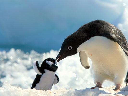 Penguin Antarctica Toy Cute Nature Wall Art Print Poster