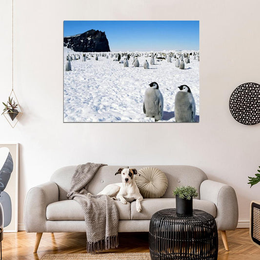 Antarctica Penguins Cute Snow Nature Wall Art Print Poster