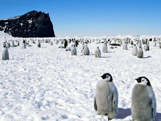 Antarctica Penguins Cute Snow Nature Wall Art Print Poster