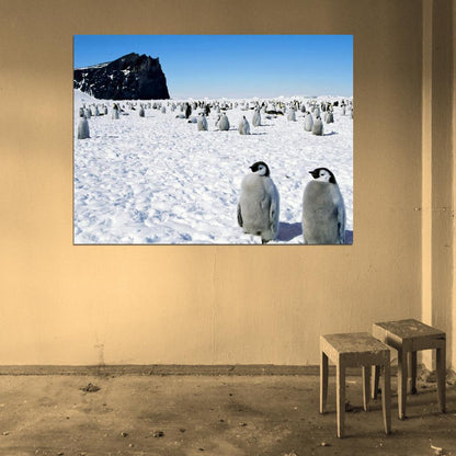Antarctica Penguins Cute Snow Nature Wall Art Print Poster