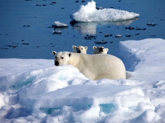 Polar Bears Arctic Cute Funny Nature Wall Art Print Poster