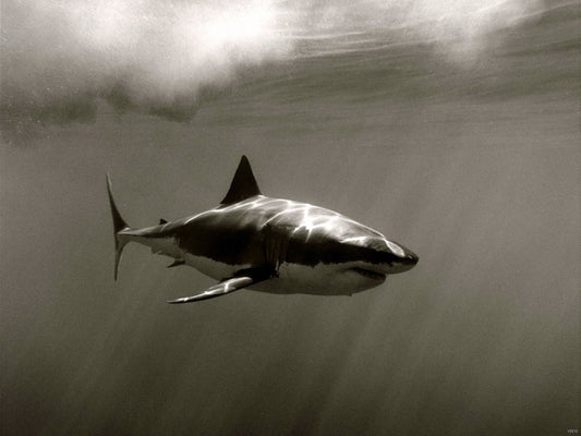 Carcaradon Shark Sepia Nature Wall Art Print Poster